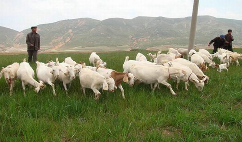 長(zhǎng)春養(yǎng)殖場(chǎng)專業(yè)反滲透純凈水設(shè)備